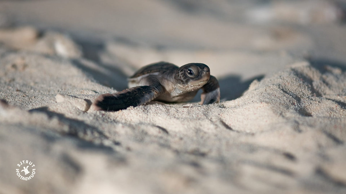 Sea turtle hatchling resting on pale beach sand, its flippers extended as it pauses during its journey toward the shoreline