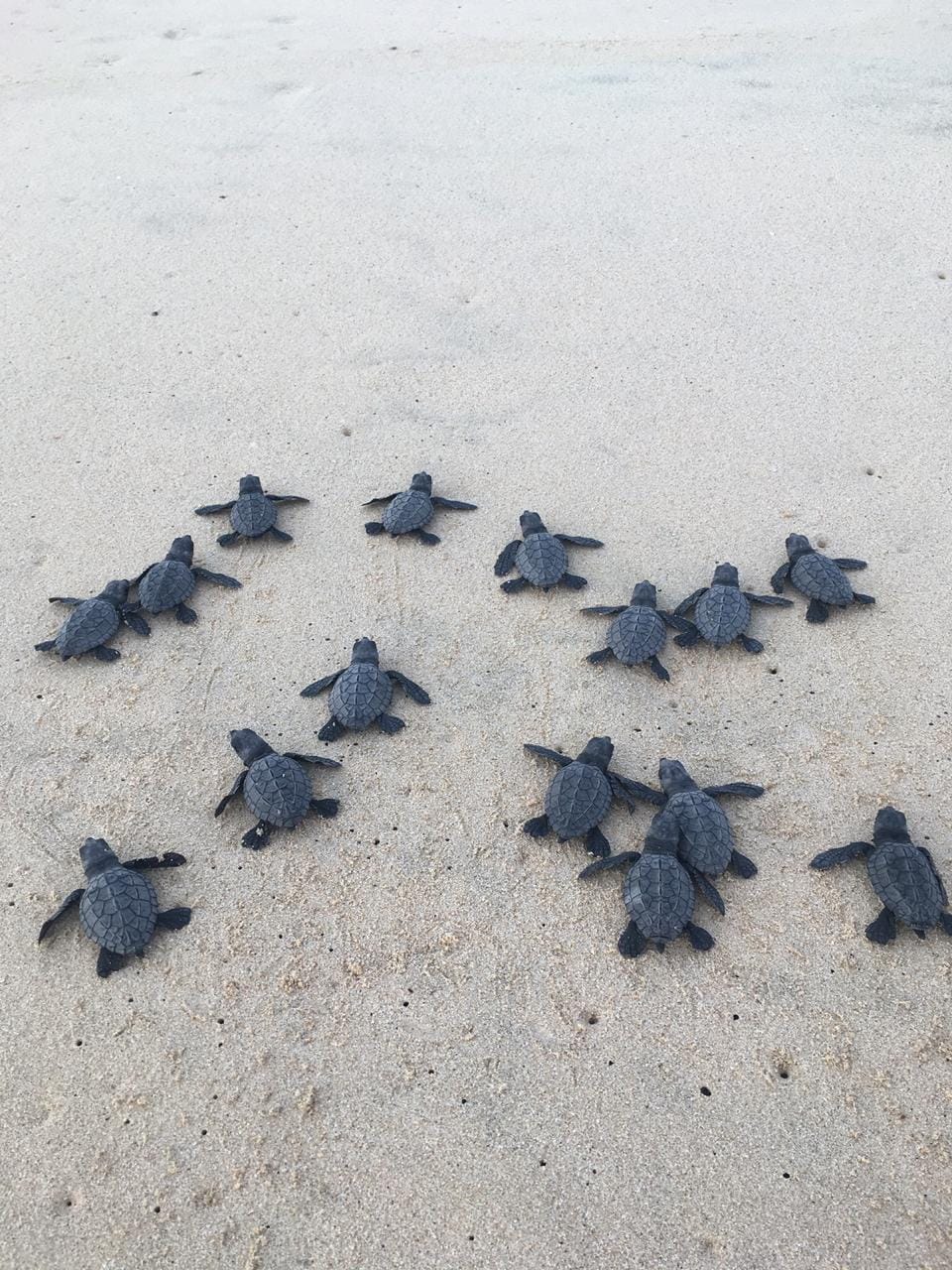 Hatchling sea turtles crawl across pale sand toward the shoreline in a quiet coastal conservation scene