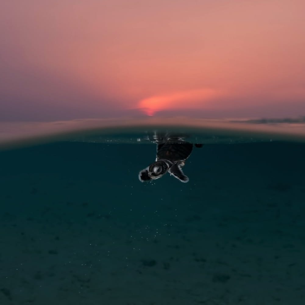 Swimmer gliding just beneath the waterline at sunset, with a hazy pink sky above and deep blue water stretching below